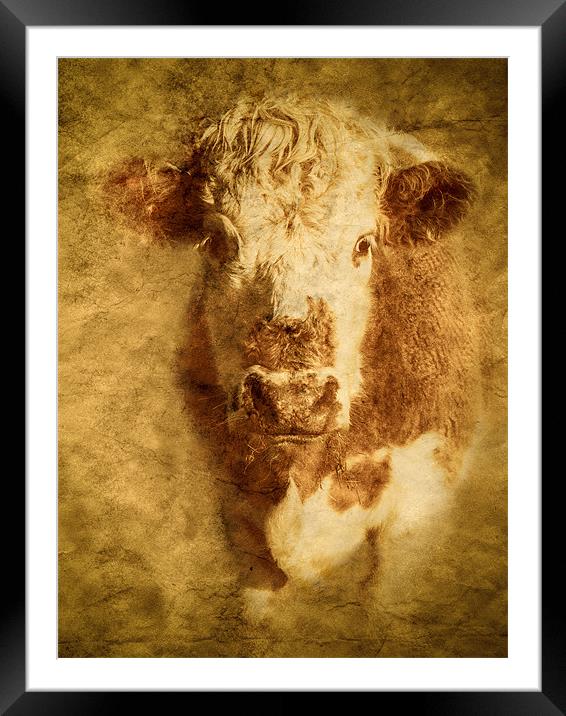 Textured Hereford Bullock Framed Mounted Print by Mark Llewellyn