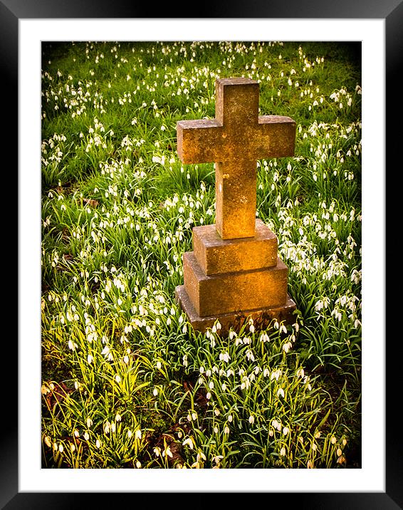 Gravestone with snowdrops Framed Mounted Print by Mark Llewellyn