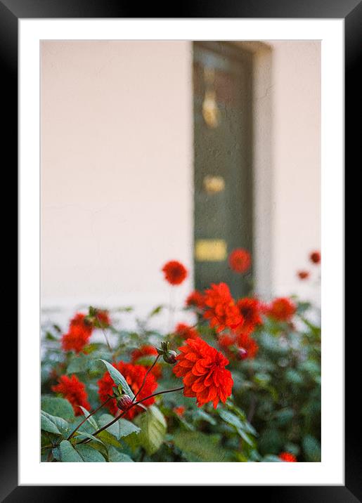 Red Flowers Framed Mounted Print by Mark Llewellyn