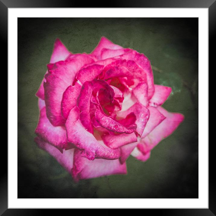 Red Rose Framed Mounted Print by Mark Llewellyn