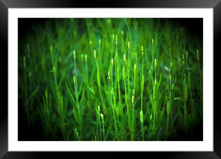 Lavender Buds in Watercolour Framed Mounted Print by Mark Llewellyn