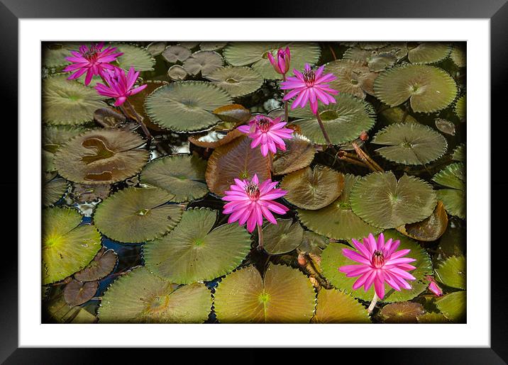 Water Lilies Framed Mounted Print by Mark Llewellyn