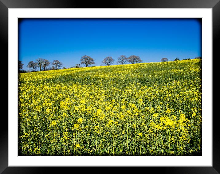Rapeseed Field, Wiltshire, England, UK Framed Mounted Print by Mark Llewellyn