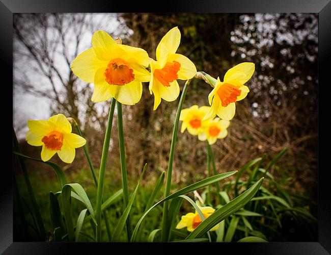 Spring Daffodils 2 Framed Print by Mark Llewellyn