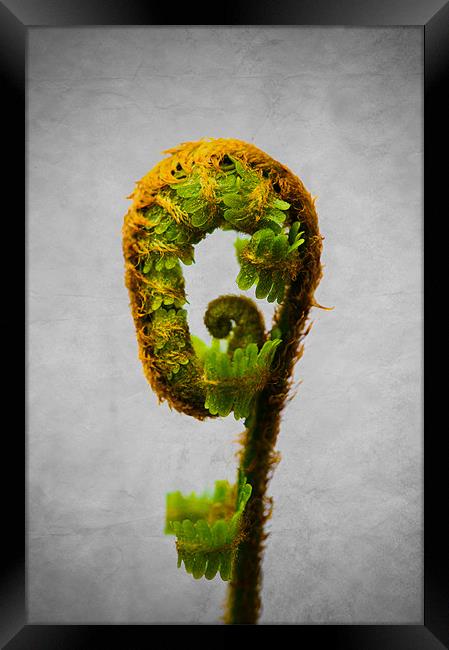 Fern Unfurling Framed Print by Mark Llewellyn