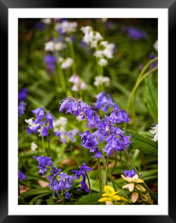 Blue and White bells Framed Mounted Print by Mark Llewellyn