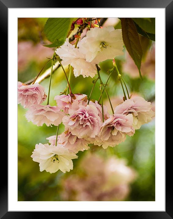 Pink Cherry Blossom (Prunus Serrulata) Framed Mounted Print by Mark Llewellyn