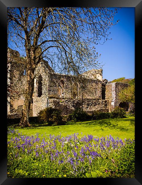 Bluebells, St Davids Abbey, Pembrokeshire, Wales,  Framed Print by Mark Llewellyn