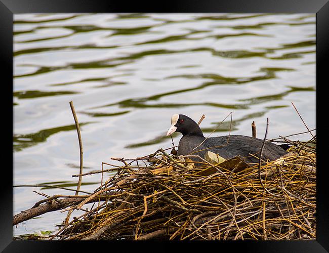 Coot on its Nest Framed Print by Mark Llewellyn