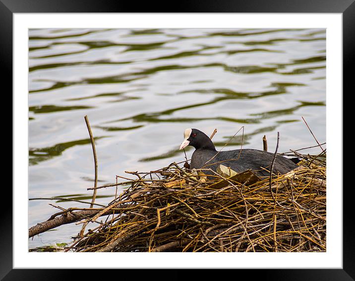 Coot on its Nest Framed Mounted Print by Mark Llewellyn