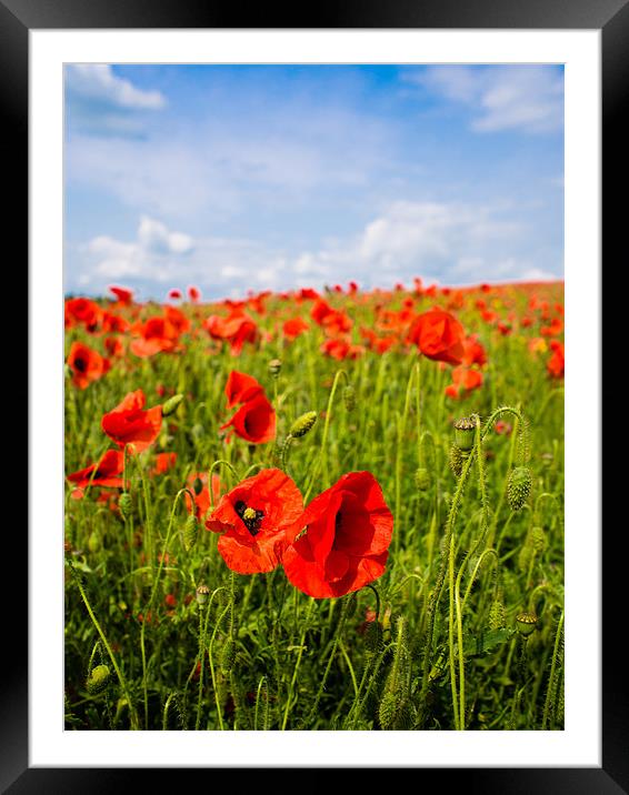 Red Poppies Framed Mounted Print by Mark Llewellyn