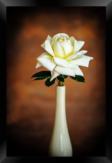 White Rose Framed Print by Mark Llewellyn
