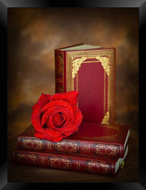 Red Rose Framed Print by Mark Llewellyn