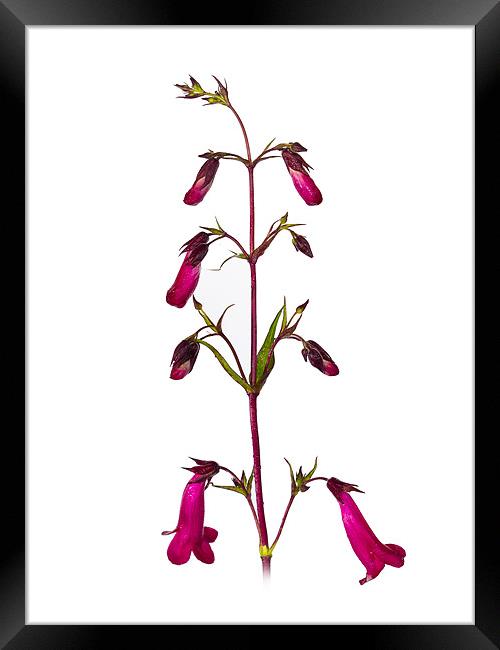 Red Penstemon Framed Print by Mark Llewellyn