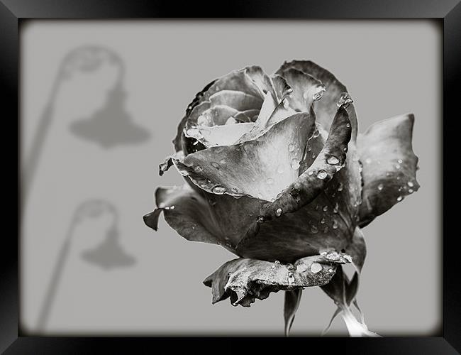 Black and White Rose Framed Print by Mark Llewellyn
