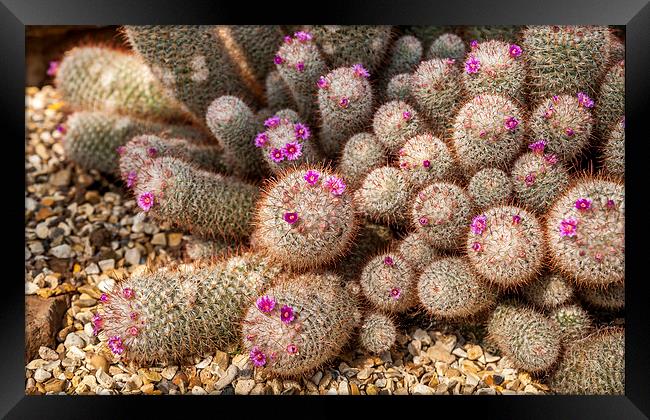 Desert Cactus Framed Print by Mark Llewellyn