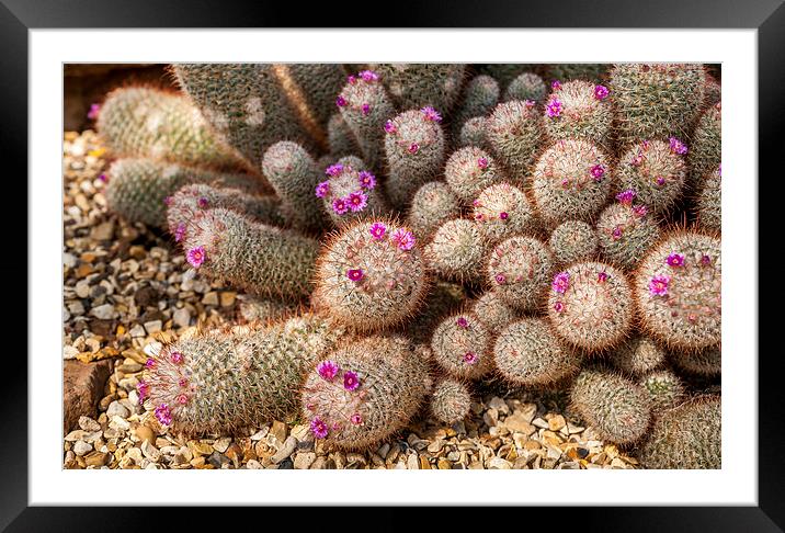 Desert Cactus Framed Mounted Print by Mark Llewellyn
