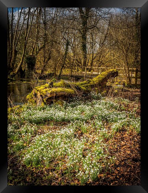 Snowdrop Woods, Welford, Berkshire, England, UK Framed Print by Mark Llewellyn