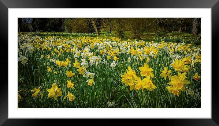 Yellow Daffodils Framed Mounted Print by Mark Llewellyn