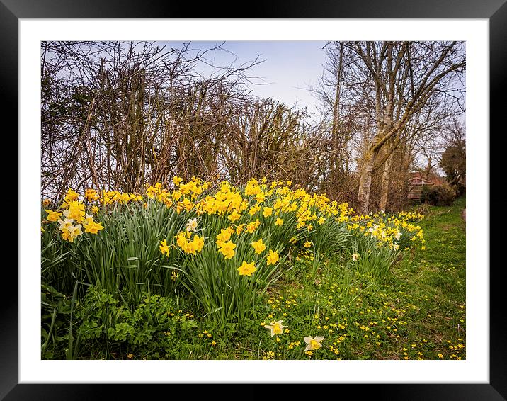 Yellow Daffodils Framed Mounted Print by Mark Llewellyn