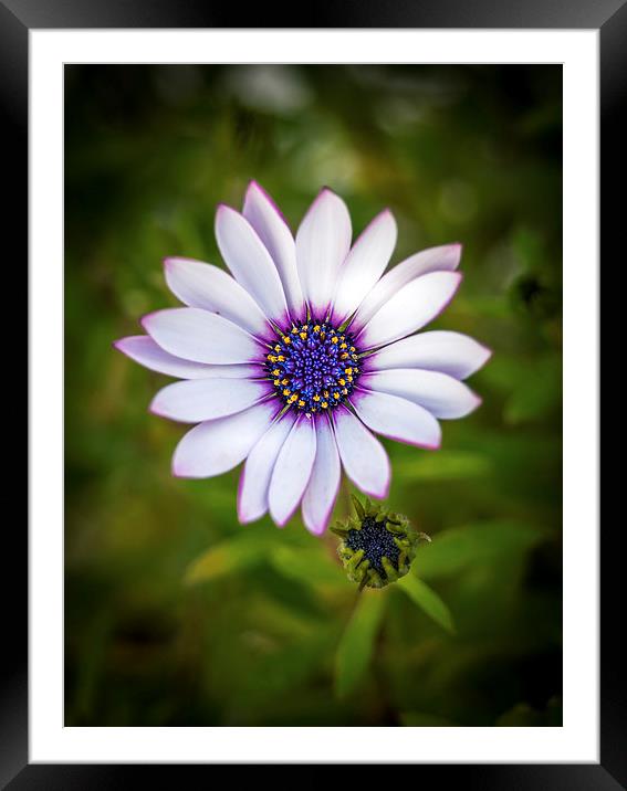 Purple and White Dahlia Framed Mounted Print by Mark Llewellyn