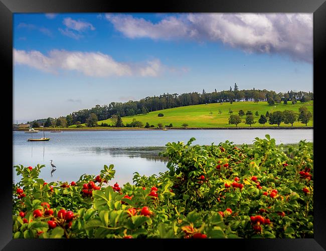 Lunenburg Golf Club, Nova Scotia, Canada Framed Print by Mark Llewellyn