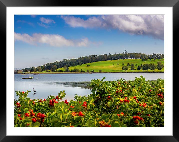 Lunenburg Golf Club, Nova Scotia, Canada Framed Mounted Print by Mark Llewellyn