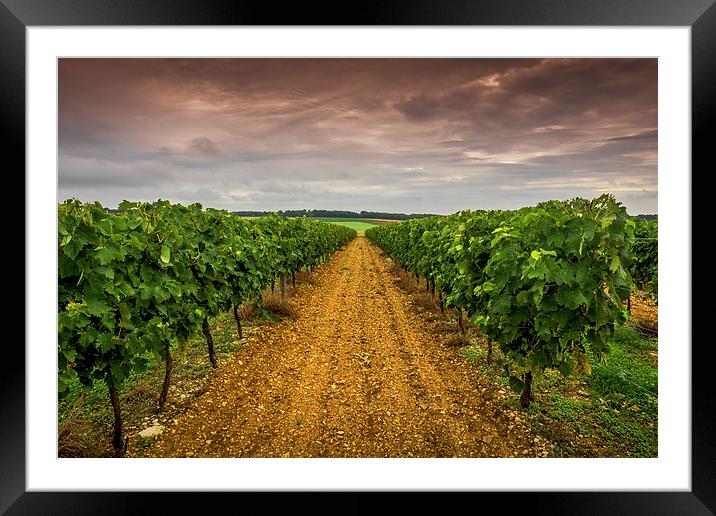 Cognac Vineyard, Cognac, France Framed Mounted Print by Mark Llewellyn