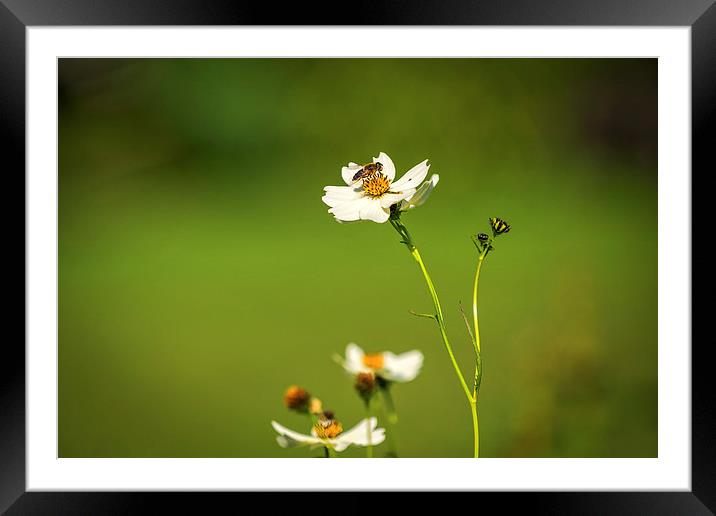 Busy Bee Framed Mounted Print by Mark Llewellyn