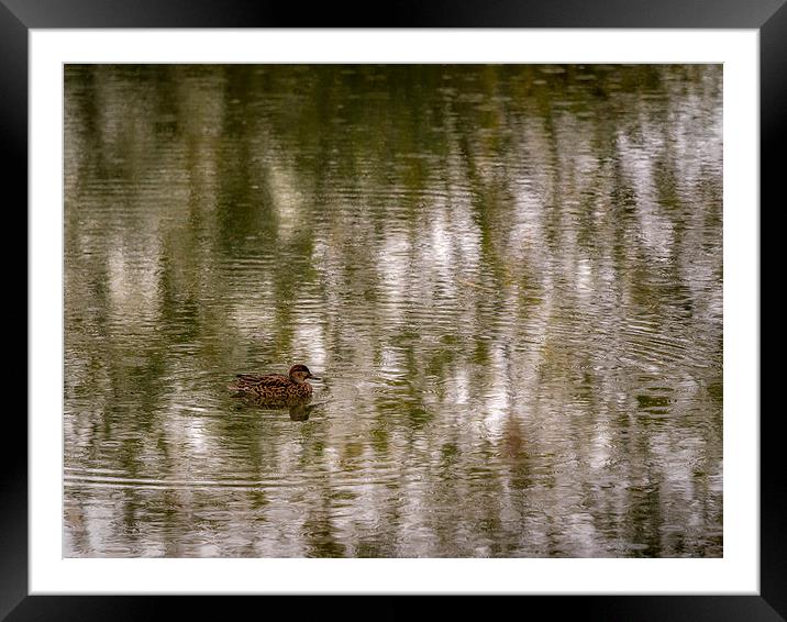 Swimming in the Rain Framed Mounted Print by Mark Llewellyn