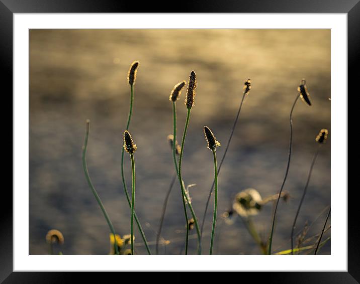 Seashore Teasels, Pembrokeshire, Wales, UK Framed Mounted Print by Mark Llewellyn