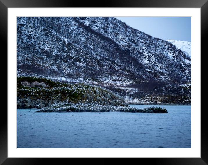 Seabird Island, Lofoten, Norway Framed Mounted Print by Mark Llewellyn