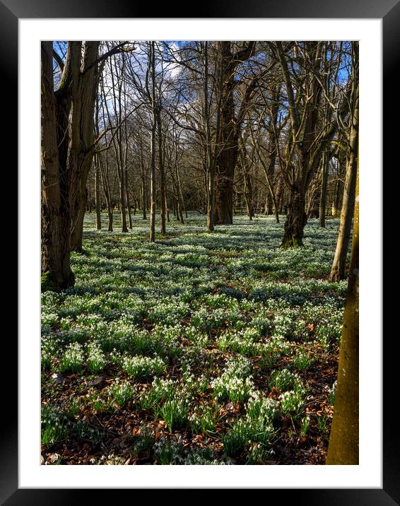Snowdrop Carpet, Welford, Berkshire, UK Framed Mounted Print by Mark Llewellyn