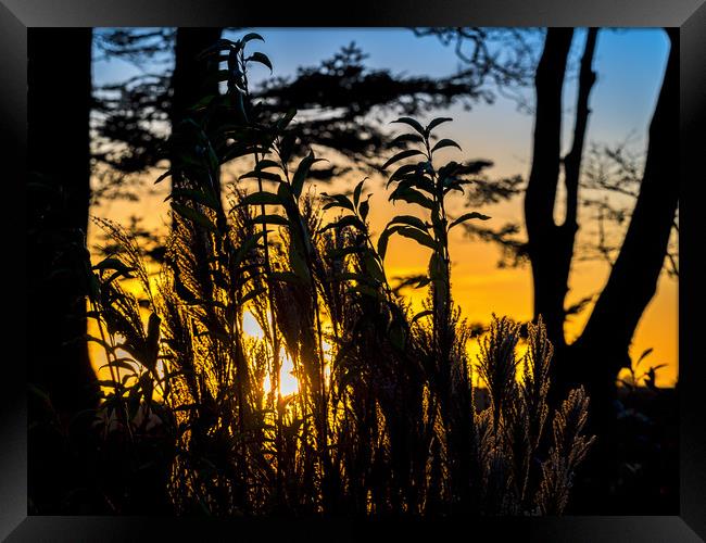 Sunset Silhouette, Pembrokeshire, Wales, UK Framed Print by Mark Llewellyn