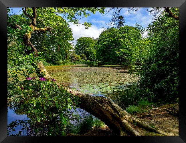 Lily Pond, Wales, UK Framed Print by Mark Llewellyn