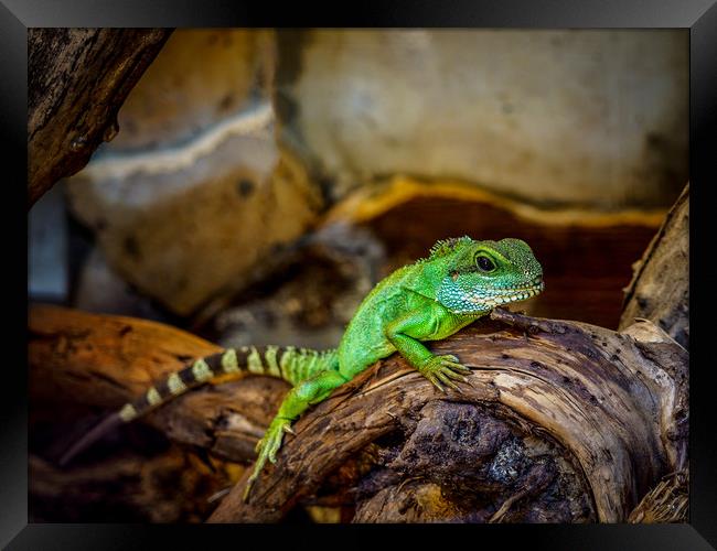 Green Chameleon Framed Print by Mark Llewellyn