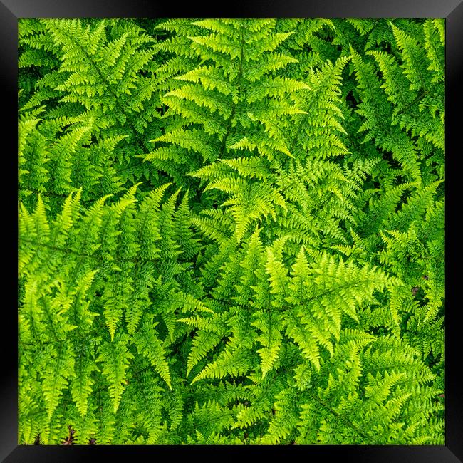 Garden Fern Framed Print by Mark Llewellyn