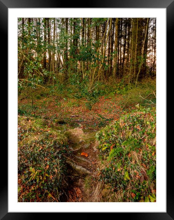 Badger Woods, Pembrokeshire, Wales, UK Framed Mounted Print by Mark Llewellyn