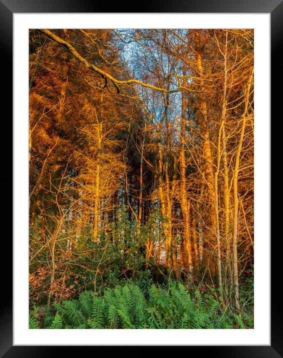 Winter Trees, Pembrokeshire, Wales, UK Framed Mounted Print by Mark Llewellyn