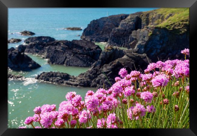 Sea Pinks, Ceredigion, Wales, UK Framed Print by Mark Llewellyn