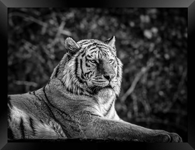 Amur Tiger Framed Print by Mark Llewellyn