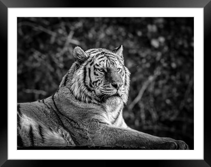 Amur Tiger Framed Mounted Print by Mark Llewellyn