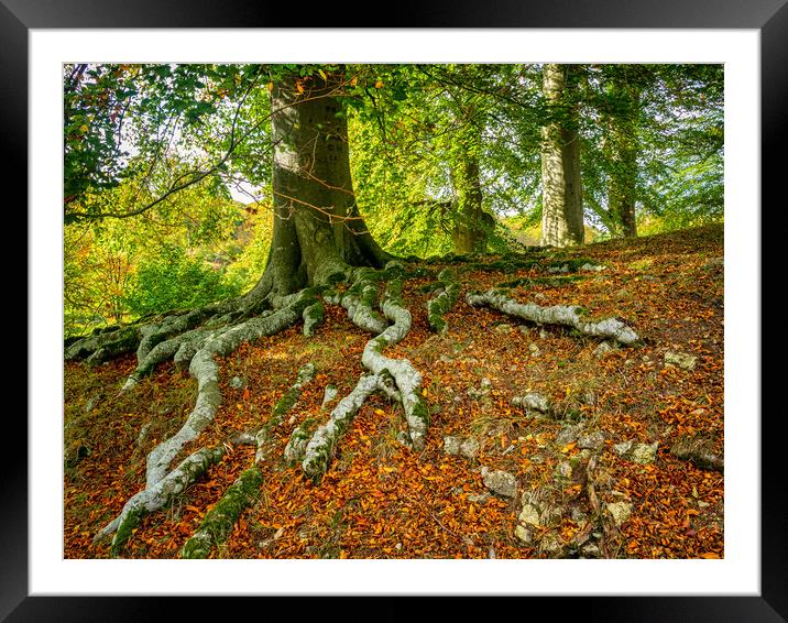Tree Roots Framed Mounted Print by Mark Llewellyn