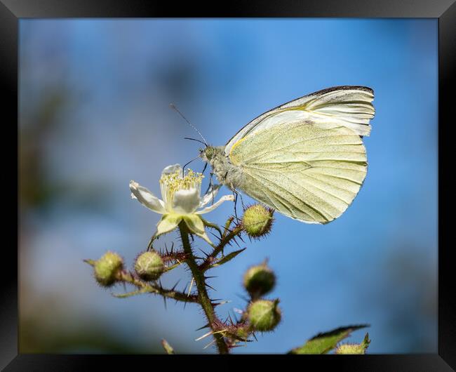Small White Butterfly Framed Print by Mark Llewellyn