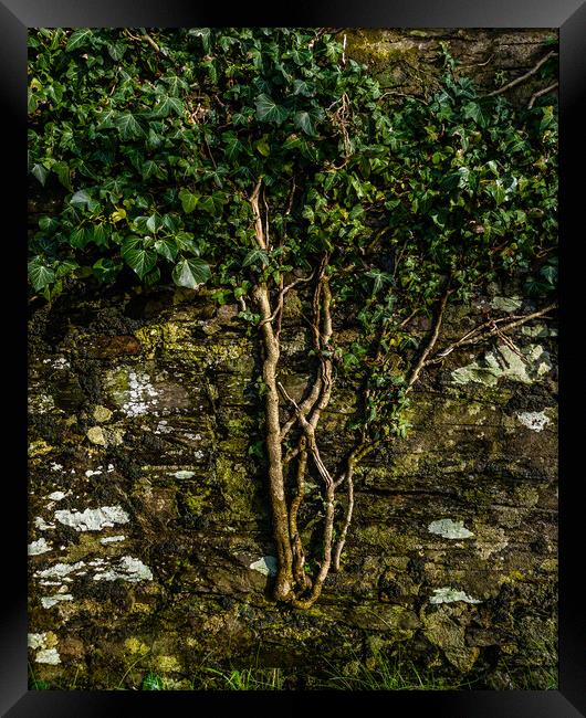 Creeper Growing on Wall Framed Print by Mark Llewellyn