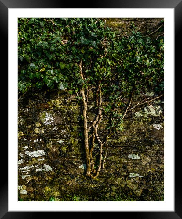 Creeper Growing on Wall Framed Mounted Print by Mark Llewellyn
