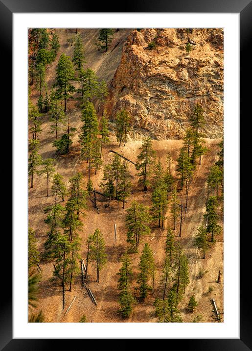 Fallen Trees, Thompson Canyon, Canada Framed Mounted Print by Mark Llewellyn