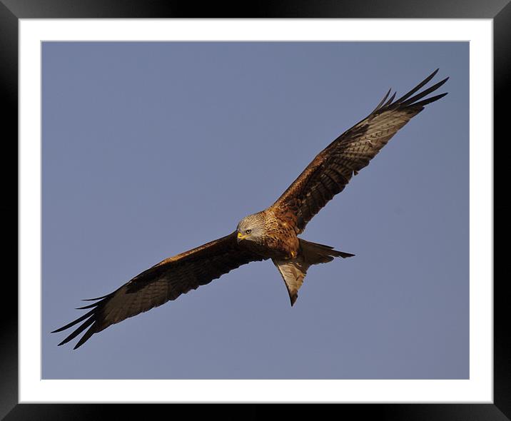 Red Kite in Flight Framed Mounted Print by Simon West