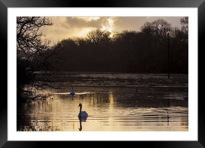 Carew swan lake Framed Mounted Print by Simon West