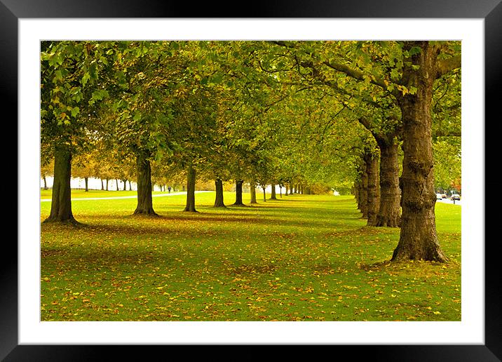 Autumn Trees Framed Mounted Print by Simon West